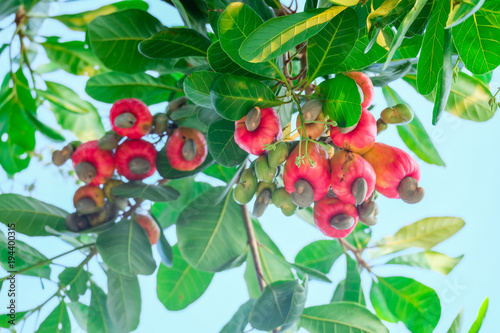 Cashew on the tree in the garden.