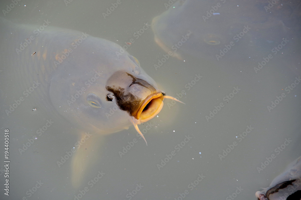 池の中から顔を出している鯉