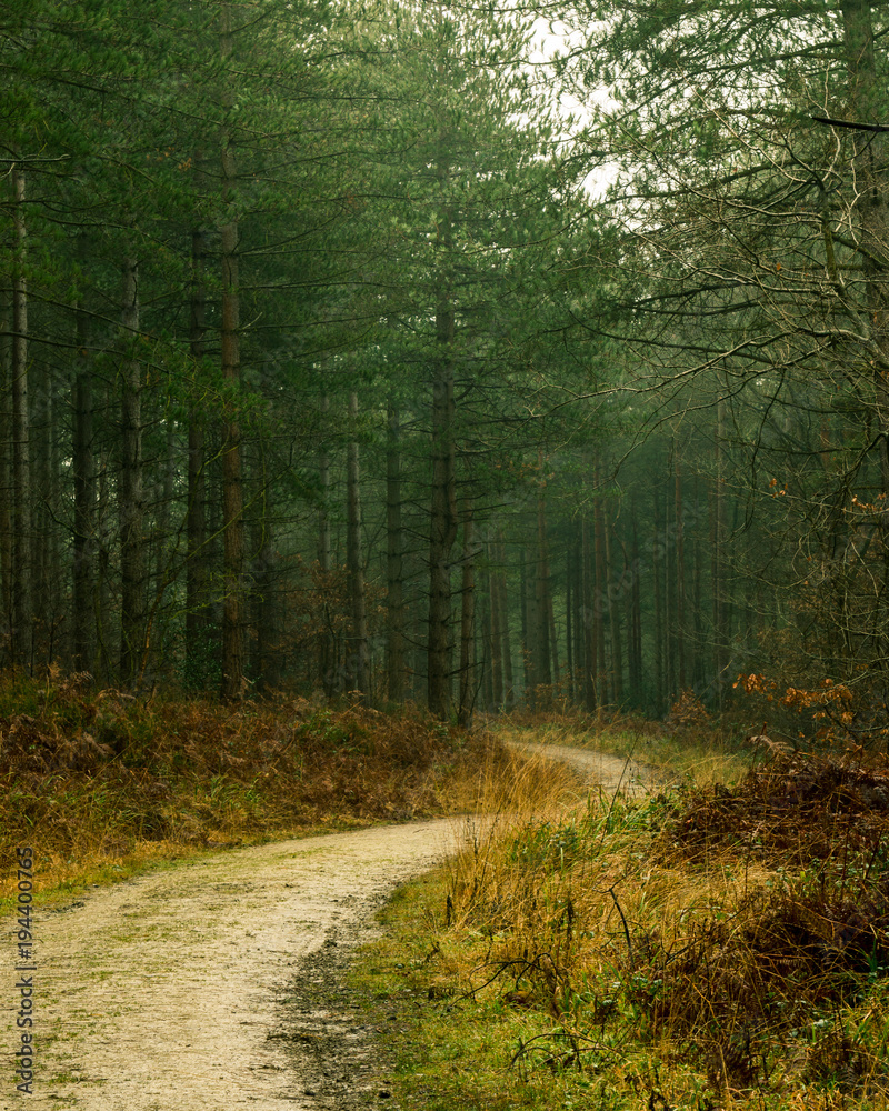 Fototapeta premium Misty forest trail 