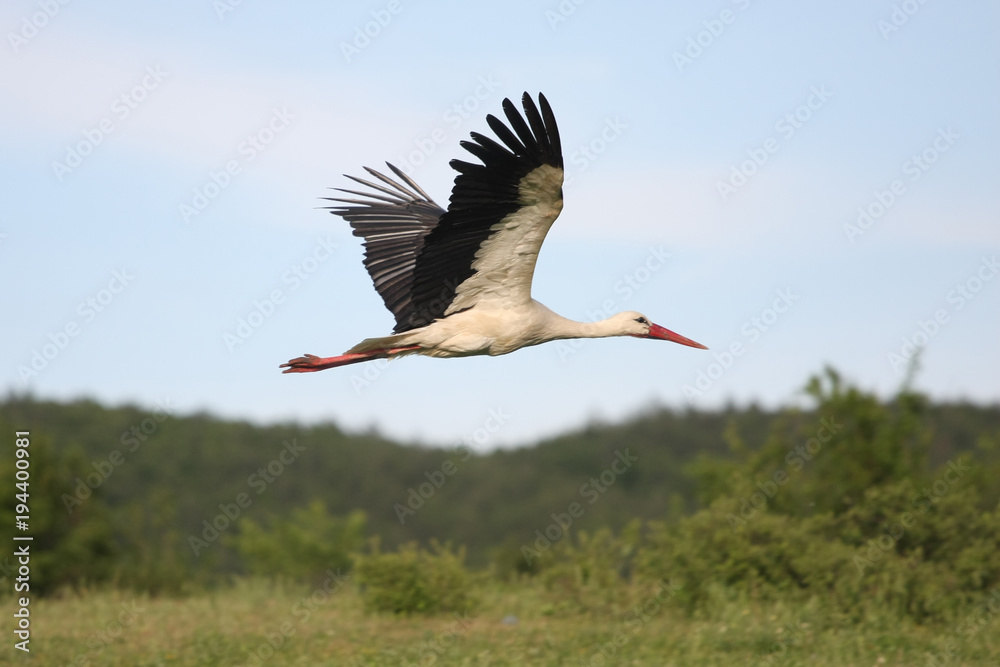 Naklejka premium A Stork in Flight