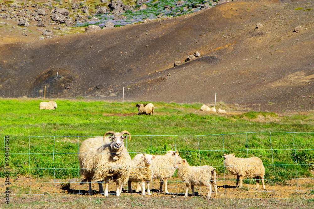 Sheep in pasture near a huge hill in Iceland Sheep in pasture near a huge hill in Iceland