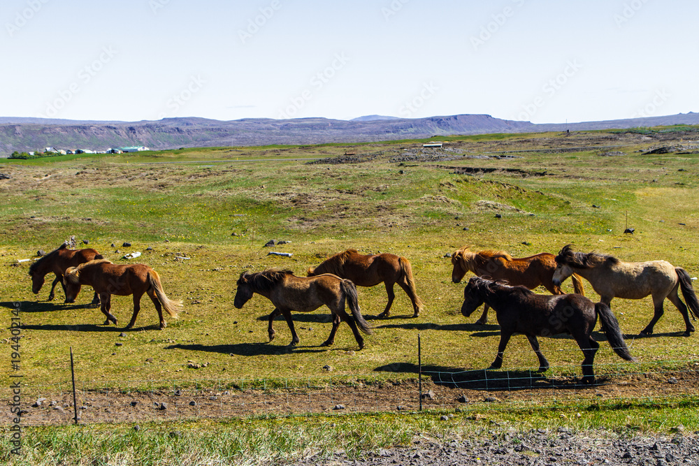 Horses in the pasture in Iceland side view