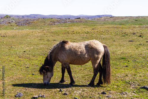 Horse in the pasture in Iceland close-up