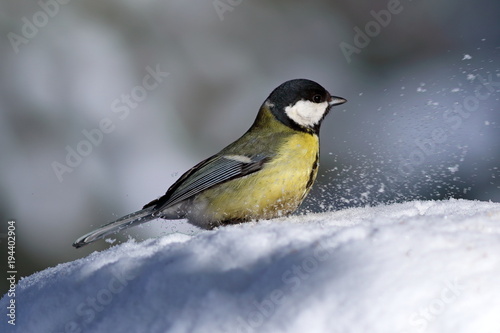 Parus major. Great tit close up of a frosty Sunny day