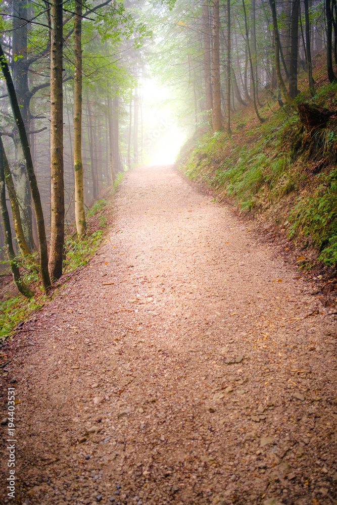 Obraz premium Der Weg durch den Wald