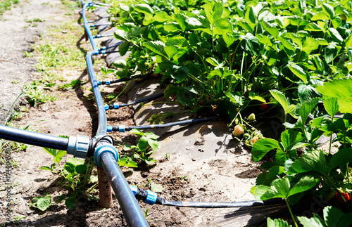 Drip irrigation system on strawberry filed in farm, close up. Strawberry bushes with green leaves growing in garden, copy space. Natural background. Agriculture, healthy food concept photo