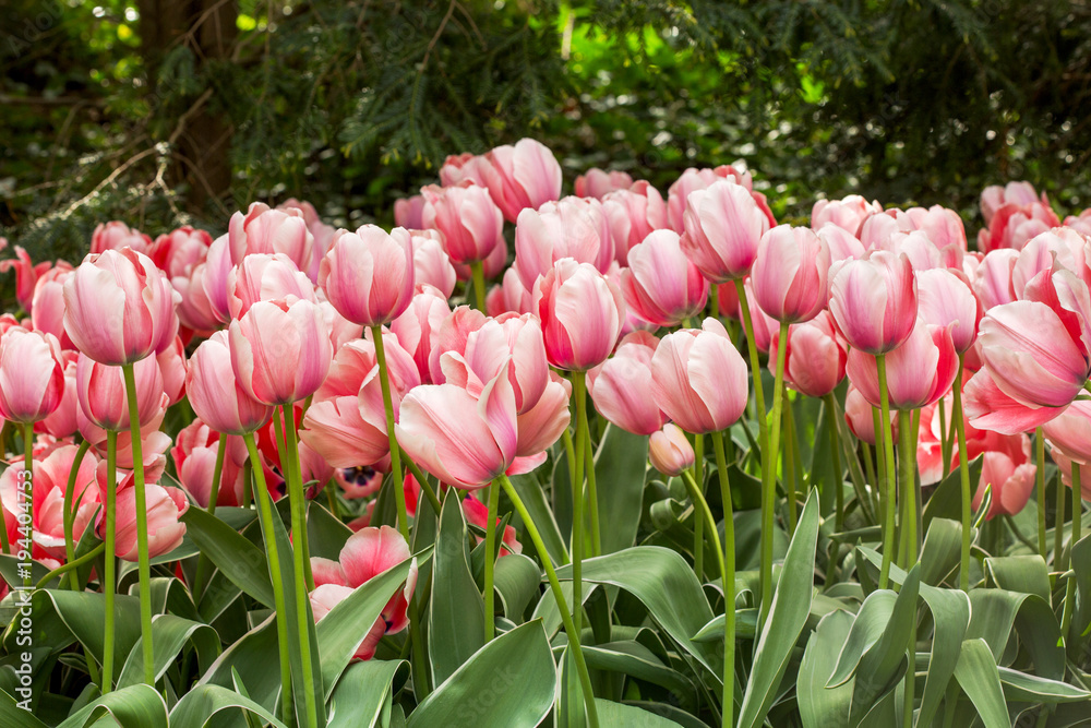 Fototapeta premium pink tulips in the garden
