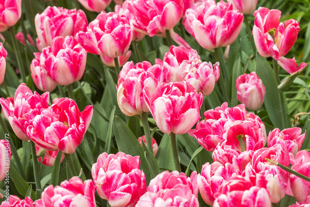 pink tulips in the garden pink tulips in the garden