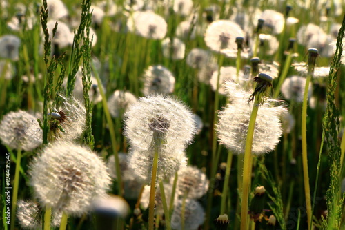 Meadow Of Dandelions