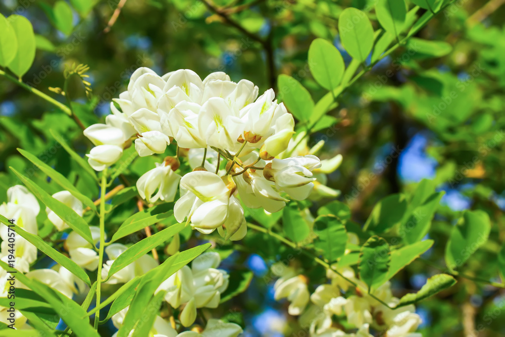 White acacia tree blooming flowers at spring. White acacia tree blooming flowers at spring.