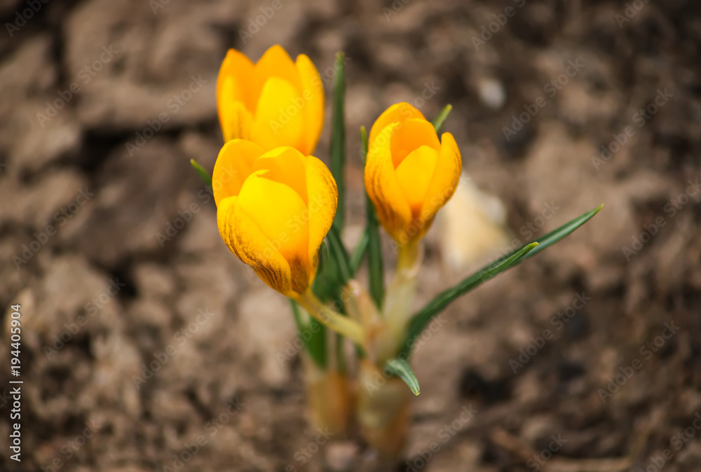 Spring beautiful crocus flowers blooming in a park in sunlight.