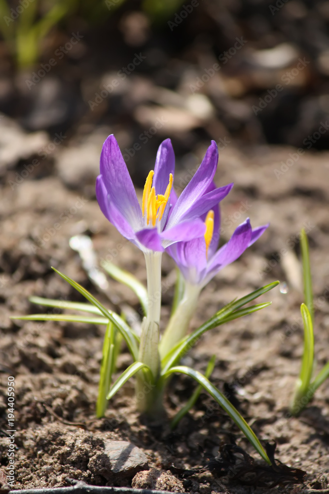 Spring beautiful crocus flowers blooming in a park in sunlight. Spring beautiful crocus flowers blooming in a park in sunlight.