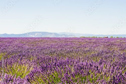 Endless huge blossoming lavender field in Provence with Alpes in the background