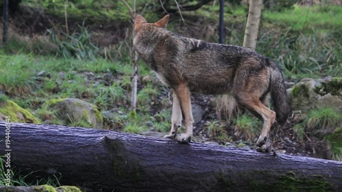 red wolf walking on log