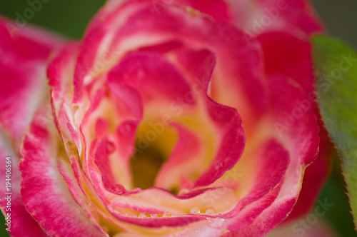 Macro red flower