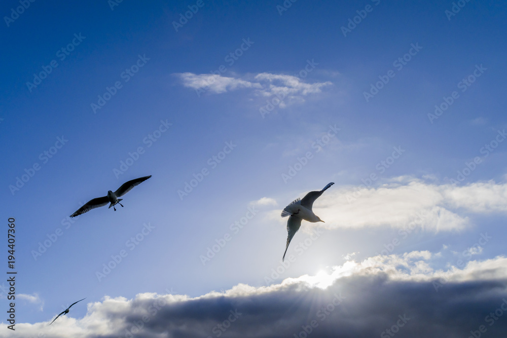The sun shines through the clouds. Birds fly in the blue sky. Three gulls soaring freely in the sky. Three gulls fly in the blue sky. The sun shines through the clouds. Birds fly in the blue sky. Three gulls soaring freely in the sky. Three gulls fly in the blue sky.
