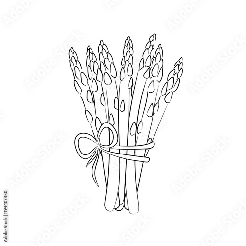 vector contour asparagus vegetable  on white coloring book. childish. vegetarian. healthy. menu.