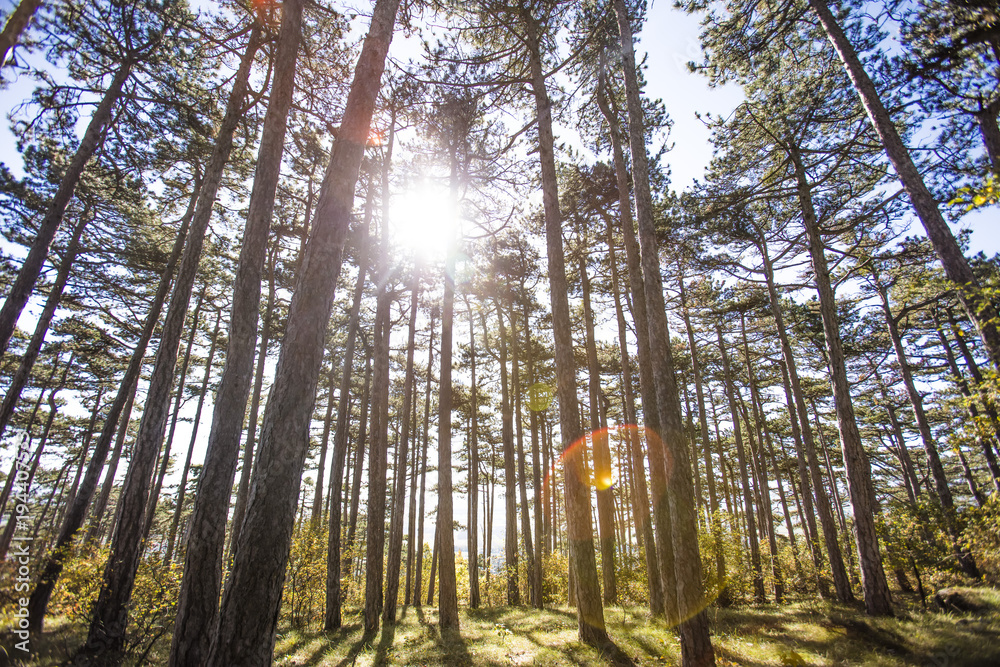 Obraz premium sun rays in deep forest