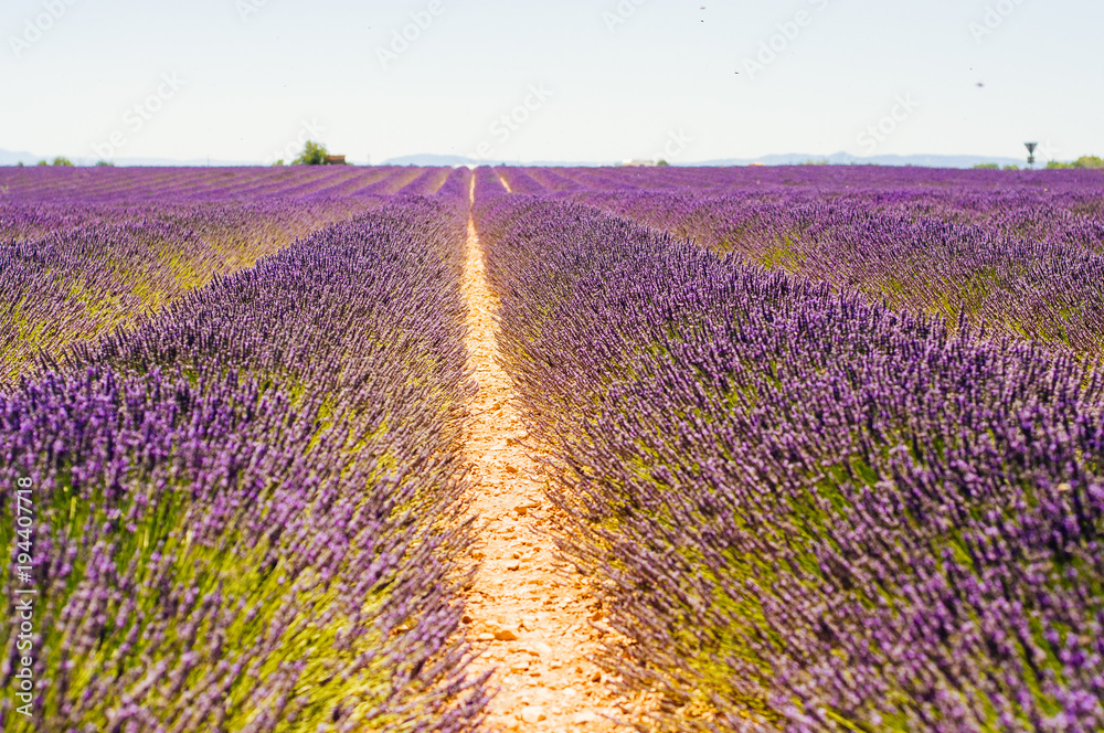 Naklejka premium Rows of blooming lavender