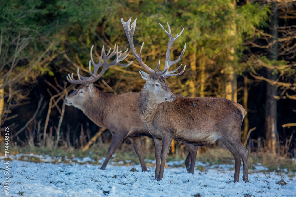 deer, animal, wildlife, mammal