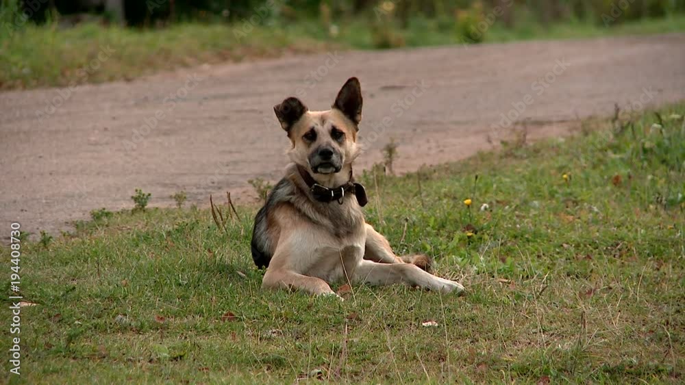 the dog itches on the grass and looks back at the camera lens the dog itches on the grass and looks back at the camera lens