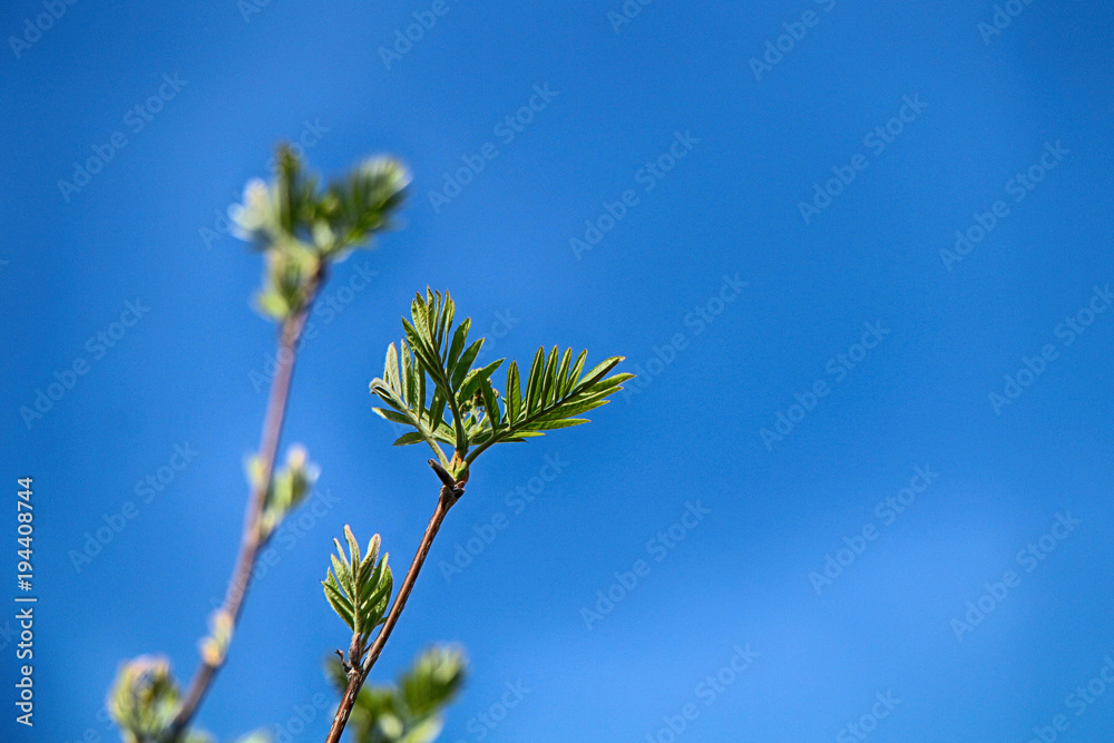 Fototapeta premium Spring! Blossoming tree buds against the blue sky background