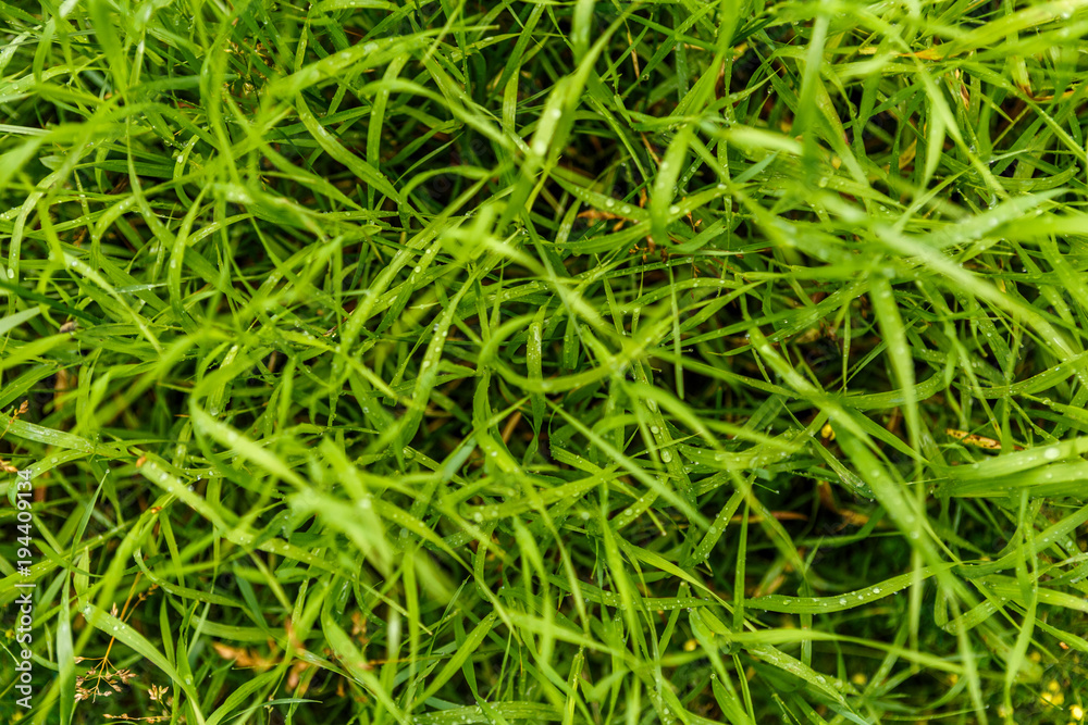 Green grass with drops of dew
