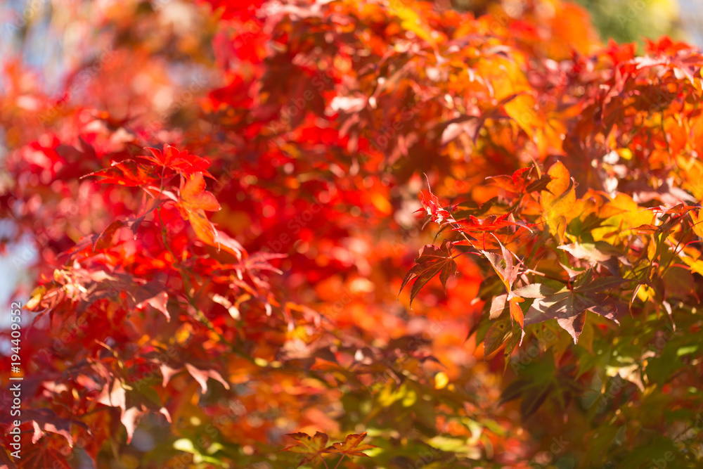 Orange leaves in autumn Orange leaves in autumn