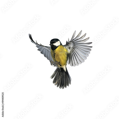 portrait of a little bird tit flying wide spread wings and flushing feathers on white isolated background