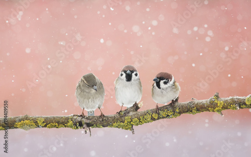 Canvas Print three funny little Sparrow birds sitting on a branch in the Park and looking at