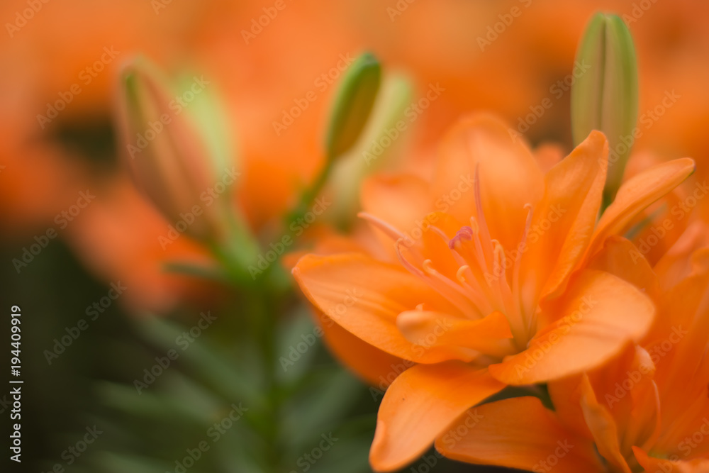 Beautiful orange tulips in garden