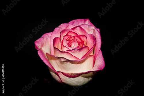rose isolated on black background