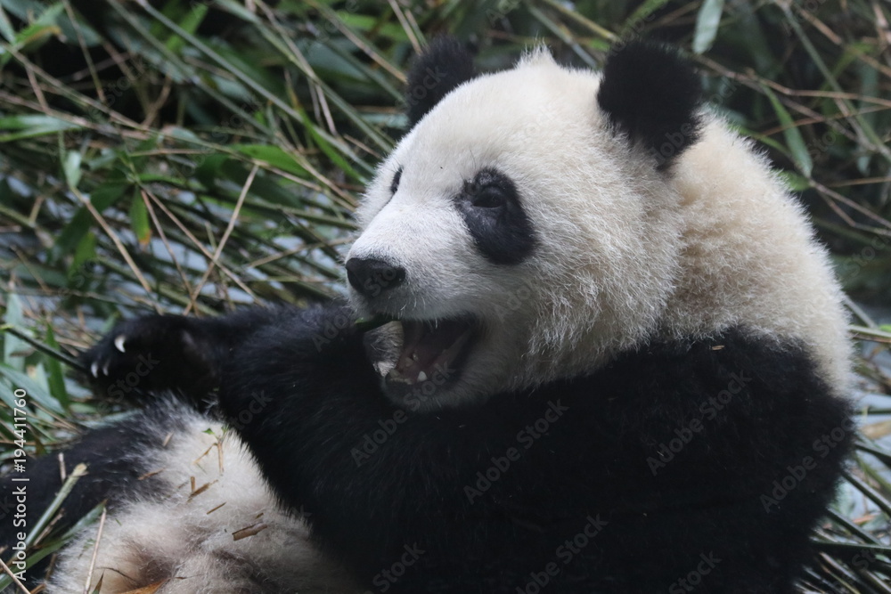 Close up Fluffy Panda Eating Bamboo Leaves Close up Fluffy Panda Eating Bamboo Leaves