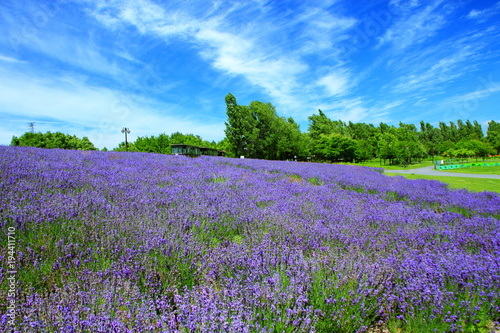 Sapporo citizen's park, lavender field
