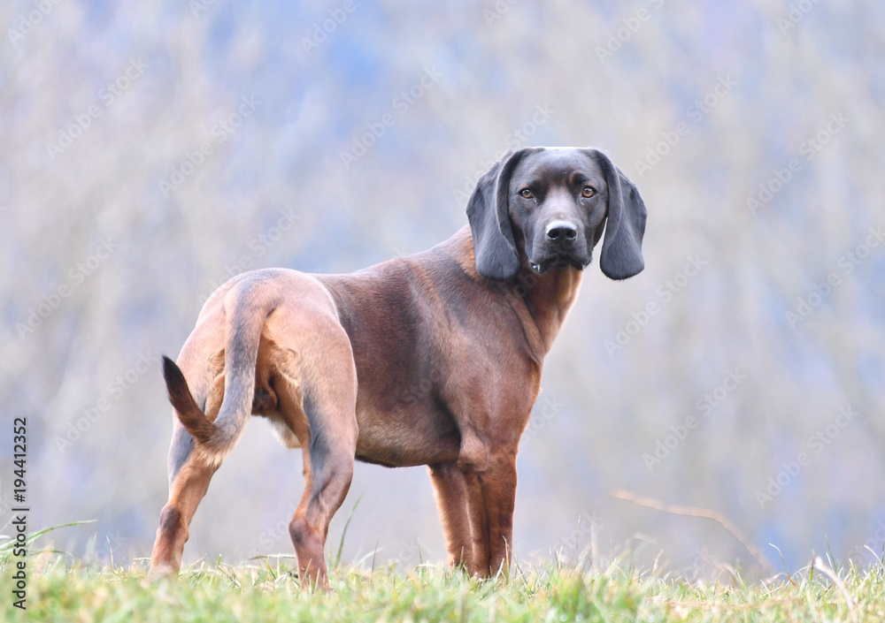 Bayerischer Gebirgsschweisshund Bayerischer Gebirgsschweisshund