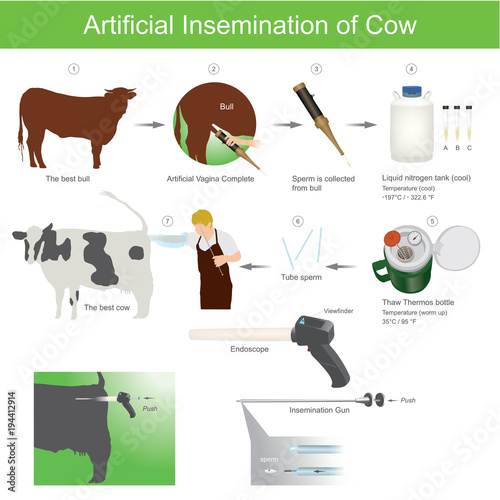 Artificial insemination is a very common practice in the agriculture world. It involves using collected semen to breed an versus using a bull  to provide the breeding services. photo