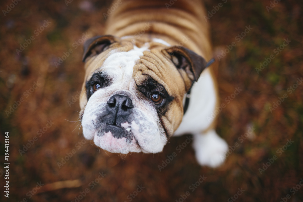 Portrait of a sad English bulldog