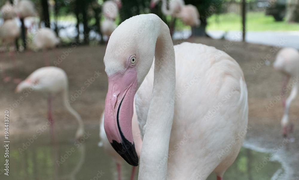 Fototapeta premium Flamingo