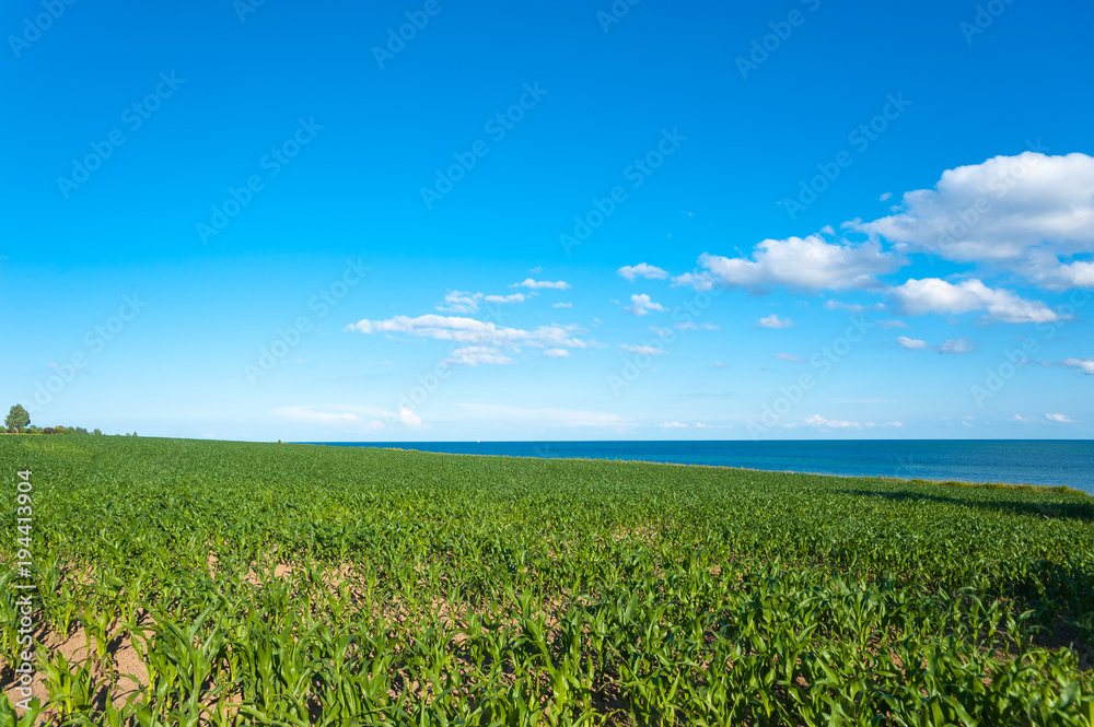 Agrarlandschaft mit Maisanbau an der Steilküste am Wulfener Hals, Insel Fehmarn