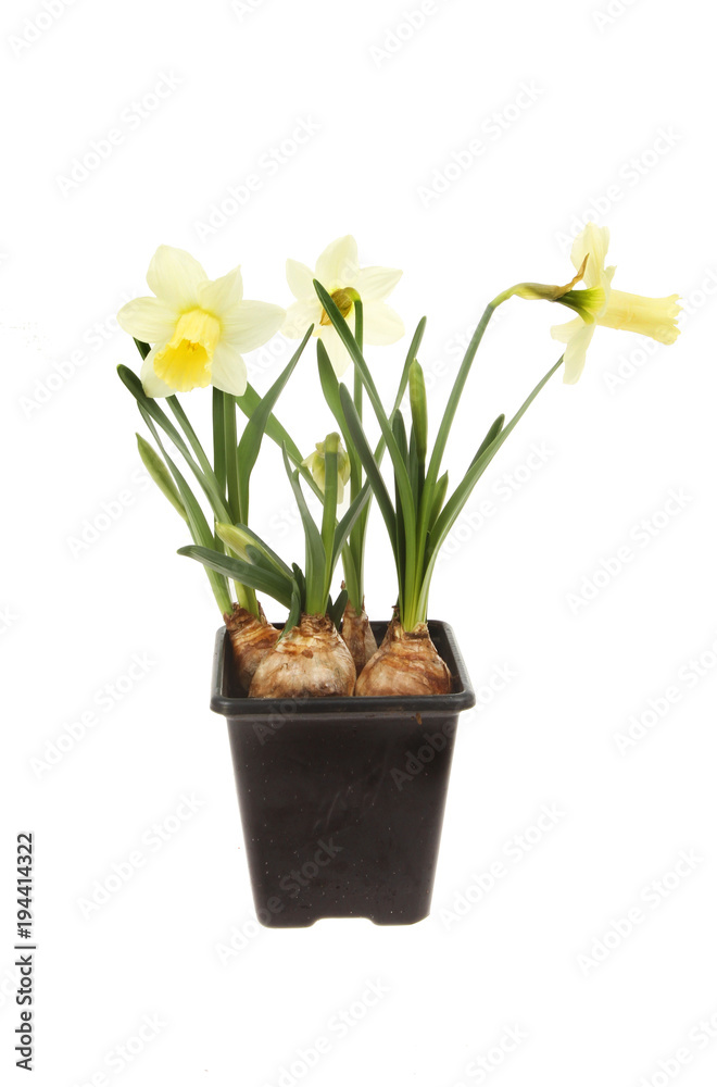 Pale daffodils in a pot