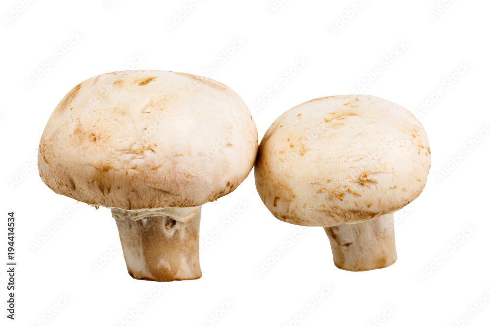 two whole fresh mushroom champignon on white background