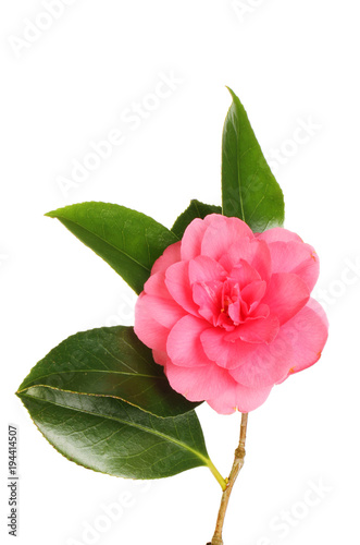 Red camellia flower