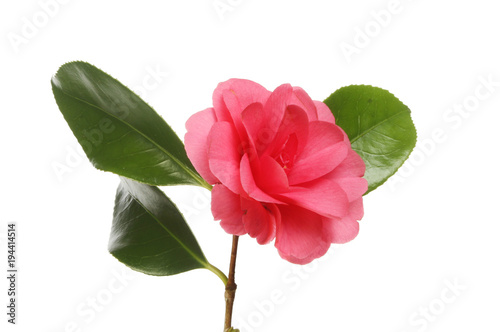 Fotografia Red camellia flower and foliage