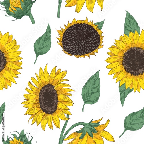 Elegant floral seamless pattern with sunflower parts