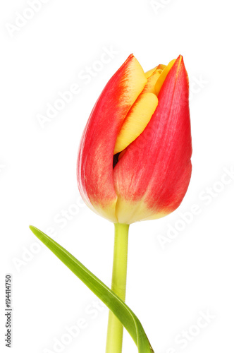 Tulip flower and leaf closeup