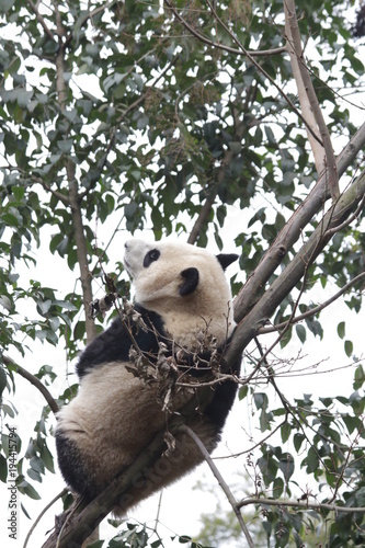 Fototapeta Naklejka Na Ścianę i Meble -  Panda Cub on the Tree, Chengdu Panda Base, China