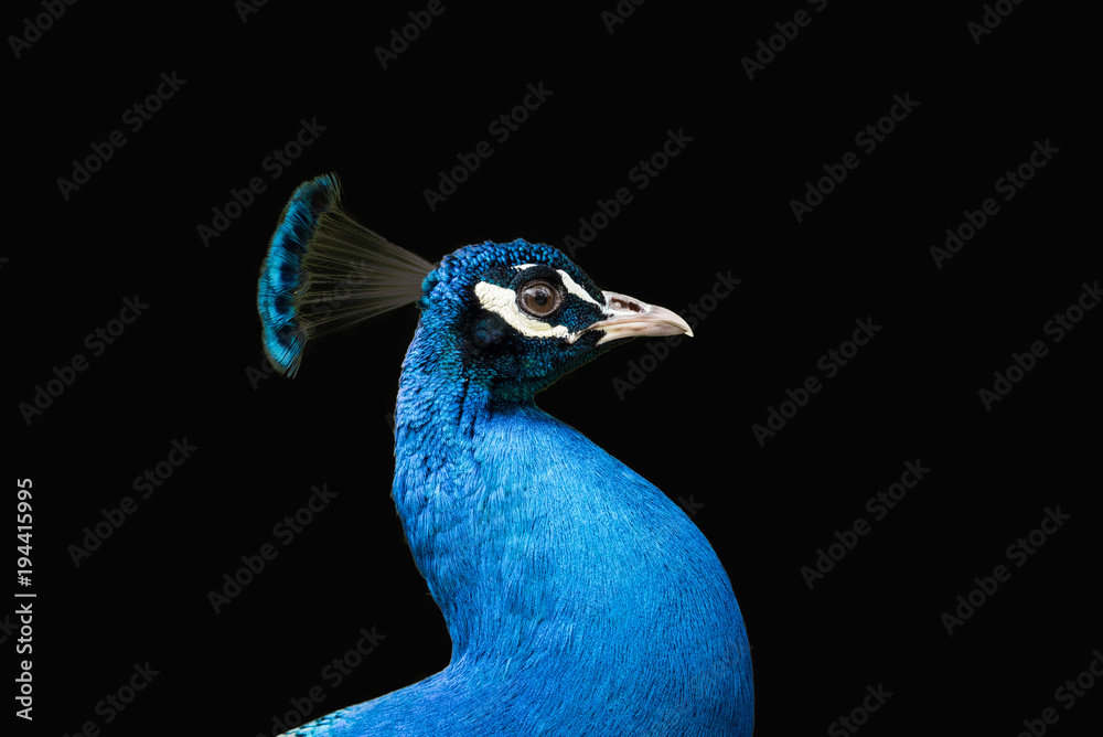 Obraz premium Głowa pawia na czarnym tle