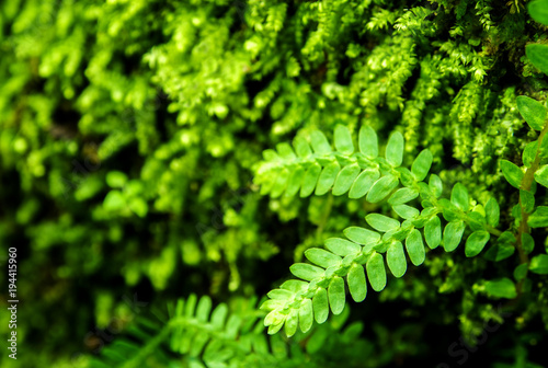 Freshness small fern leaves with moss and algae in the tropical garden