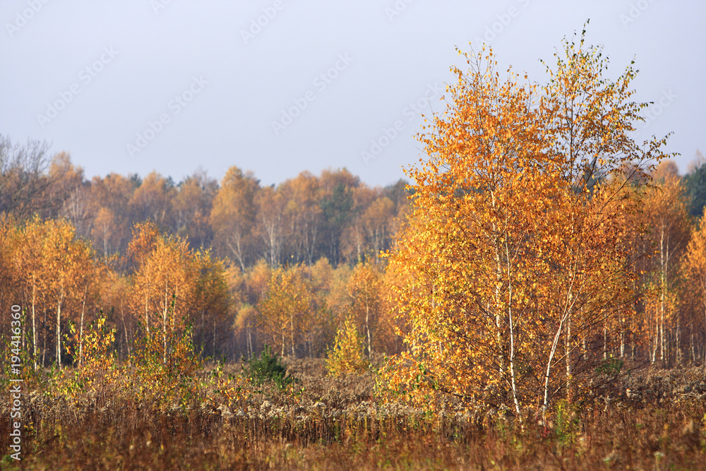Grassy and wooded meadows of Masovia region in central Poland in autumn season