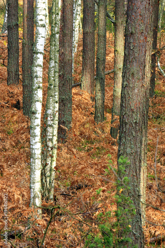 Wooded landscape of an European mixed forest thicket in autumn season in central Poland
